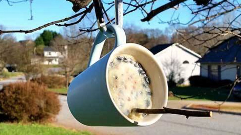 white mug with hardened bird feed and perch hanging on branch