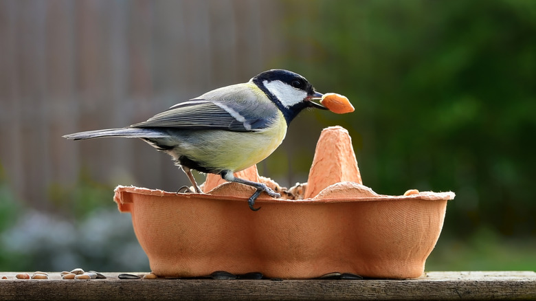 black, yellow, and white bird picking up nut from egg carton