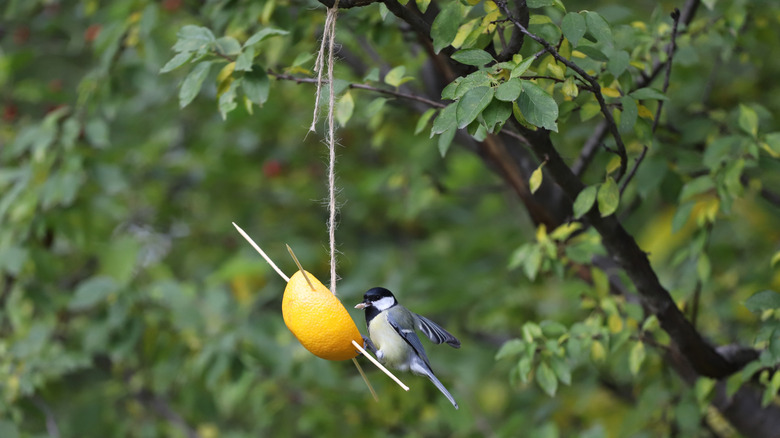 blue and white bird hanging on orange bird feeder