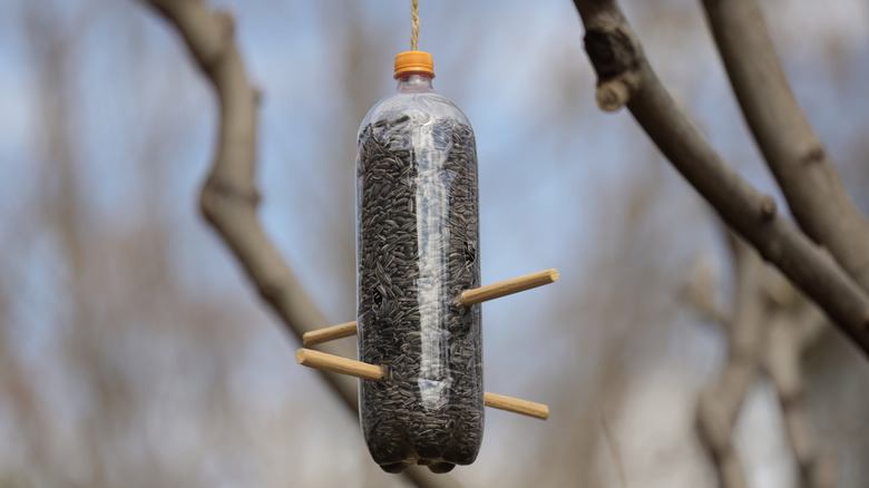 plastic bottle filled with sunflower seeds hanging on tree
