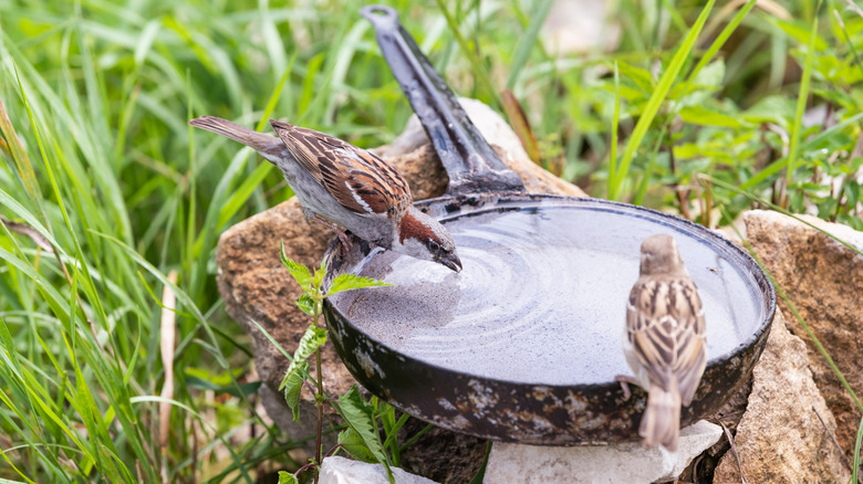 two brown birds drinking from a frying pan bird bath