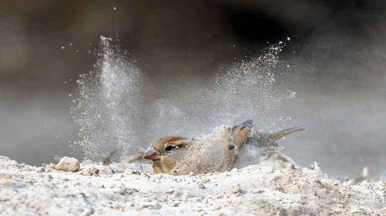 small brown bird taking a dust bath in fine powder