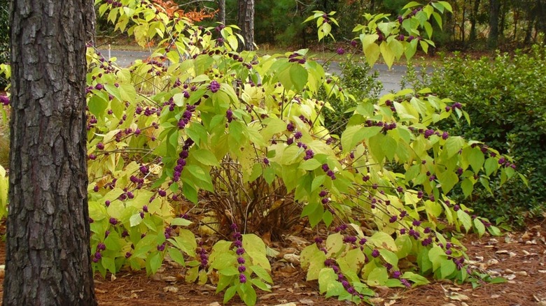 American beautyberry with purple fruits ripe for the picking