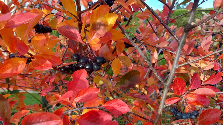 Bright red leaves and black fruits of black chokeberry