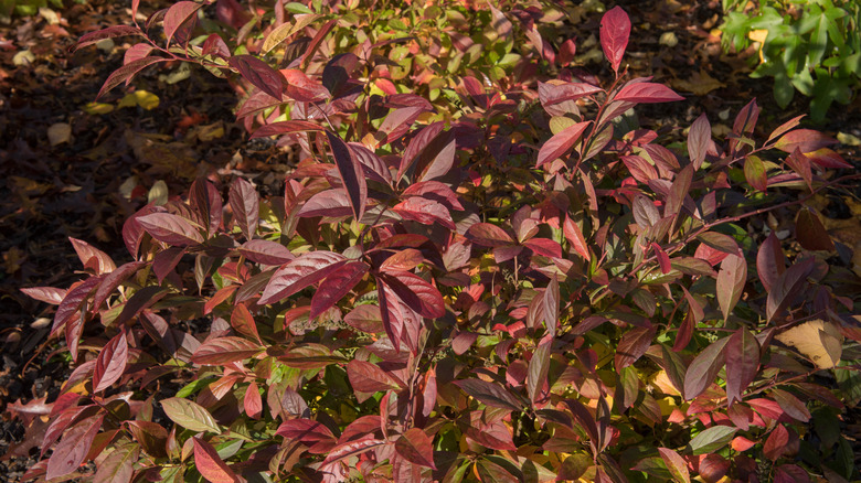 Red and purple leaves of 'Henry's Garnet' sweetspire during fall