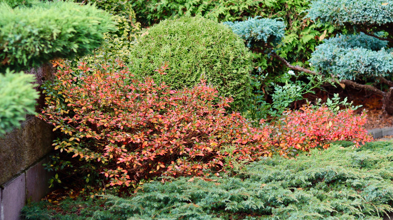 A small border garden with shrubs in autumnal colors