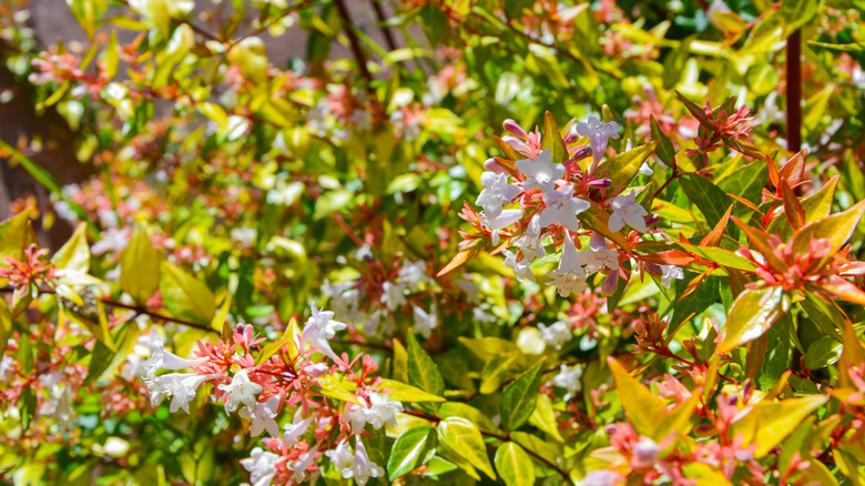 Pink and white flowers of 'Kaleidoscope' glossy abelia