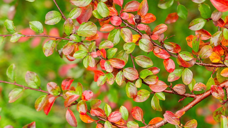 Orange and red leaves of spreading cotoneaster