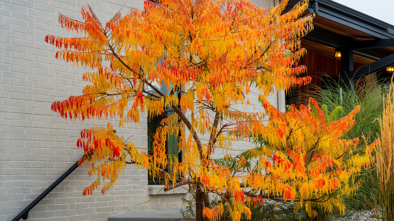 'Tiger Eyes' staghorn sumac shrub assuming its fall colors in a home's yard
