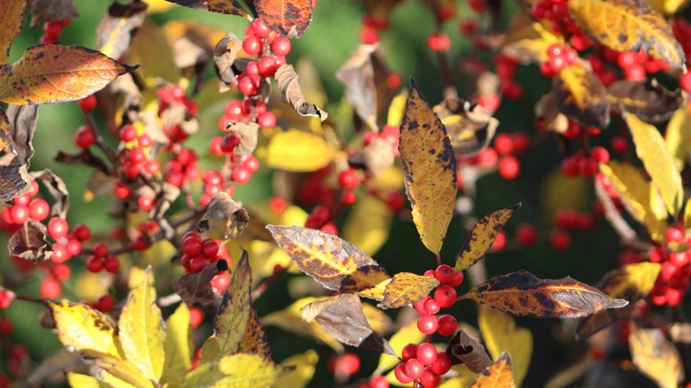 Golden leaves and red berries of winterberry during autumn