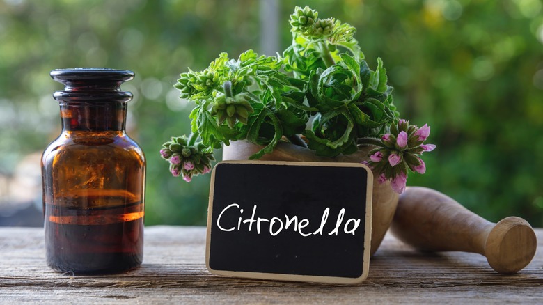citronella plant and essential oil with pestle