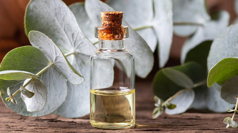 eucalyptus plant and essential oil bottle