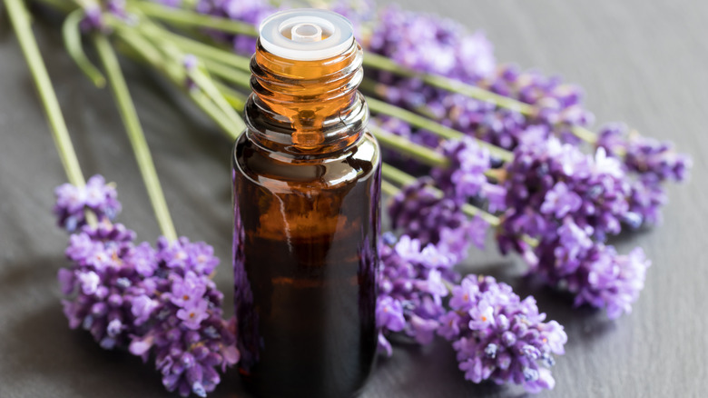 lavender flowers and essential oil bottle