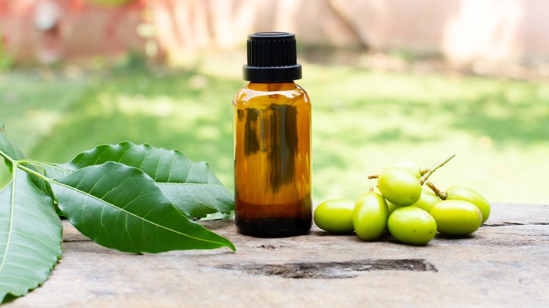 neem leaves and seeds with oil bottle