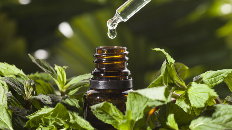 essential oil bottle with peppermint leaves