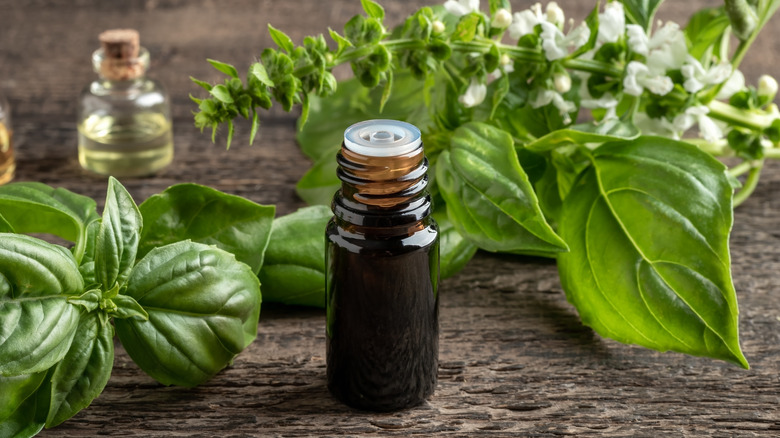 essential oil surrounded by fresh basil