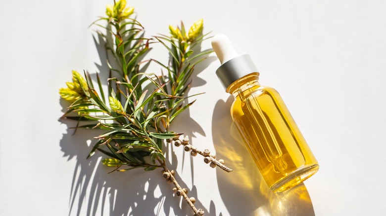 essential oil bottle and tea tree branch
