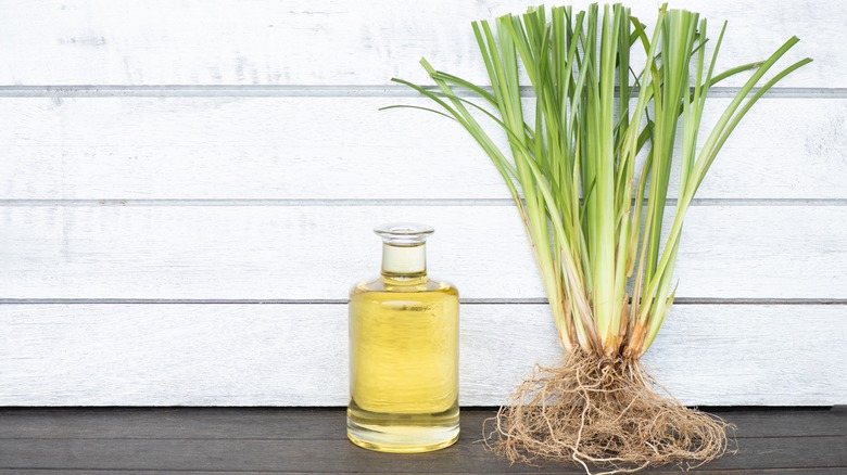 vetiver grass next to oil bottle