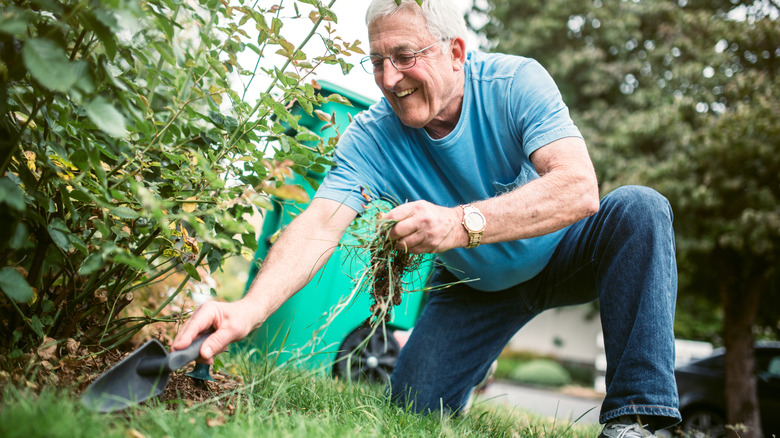 man weeding lawn