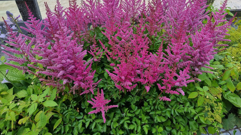 Pink astilbe plant in garden.