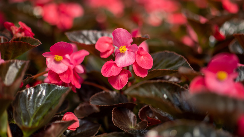A whopper rose begonia plant.
