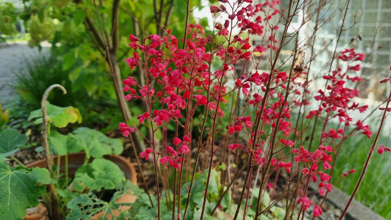 Blooming pink coral bells in garden.