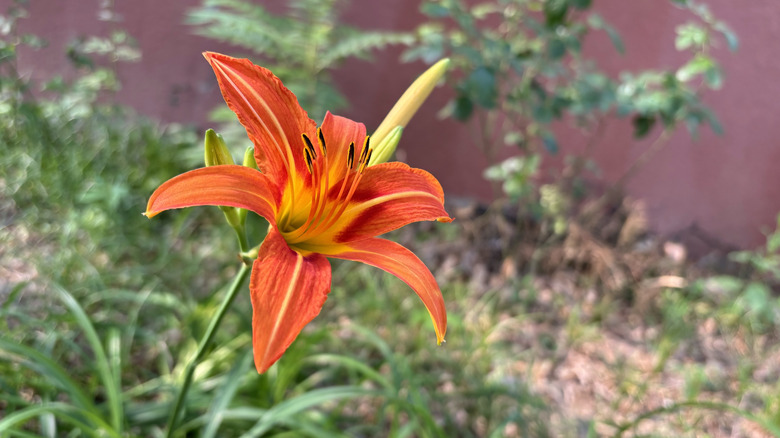 Blooming orange and yellow daylily in garden.