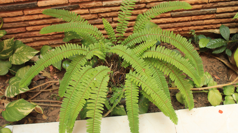Cascading fern plant by a wall and pavement.