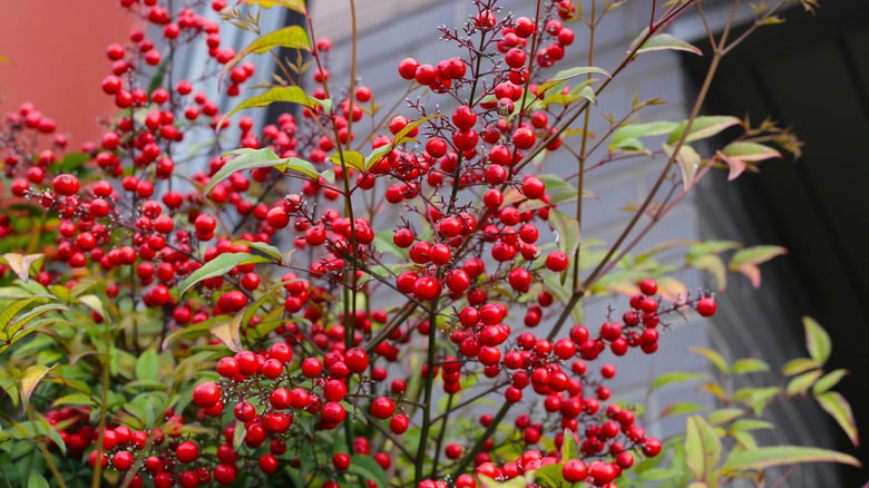Japanese barberry plant with red berries.