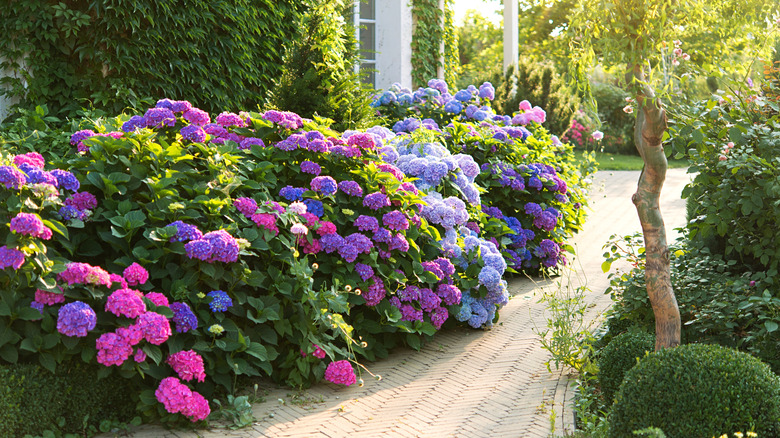 Row of colorful hydrangea shrubs along stone path.
