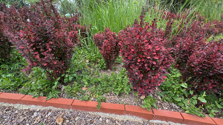 Multiple Japanese barberry bushes in garden.