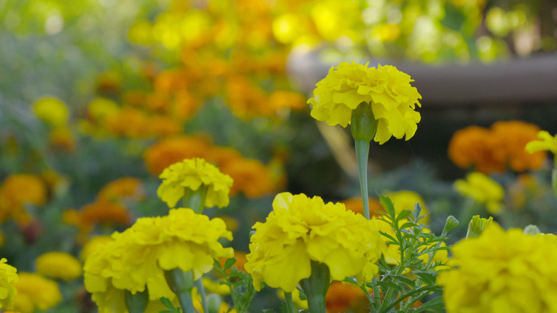Clusters of orange and yellow marigolds.