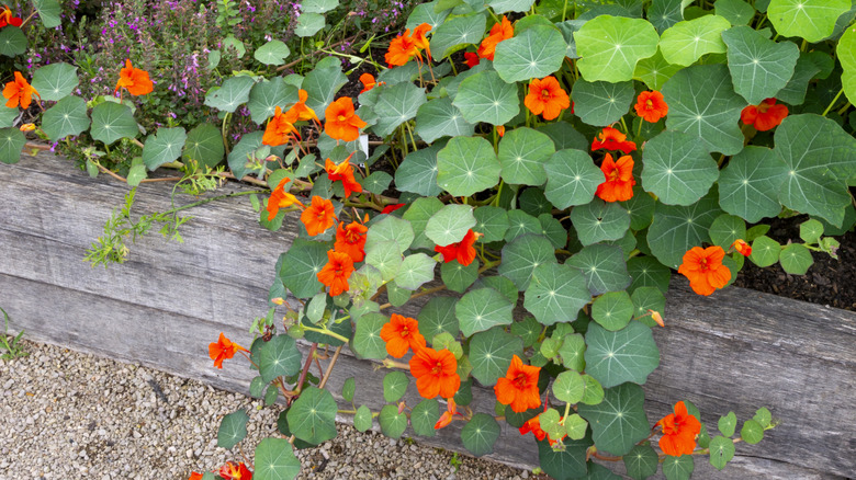 Nasturtiums flowers cascading off garden bed.