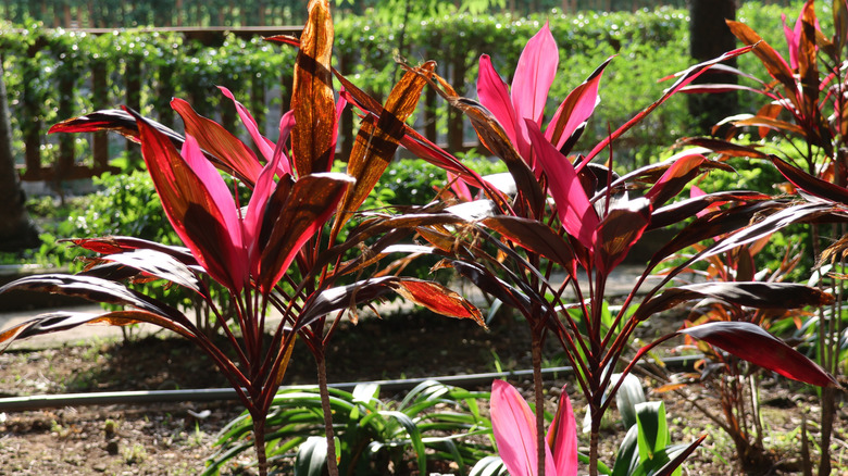 Tall palm lilies lined up in garden.