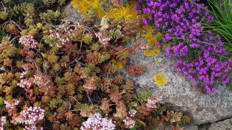 Sedum succulents growing on rock.