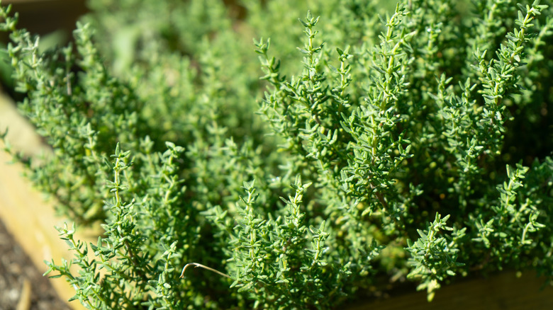 A large thyme plant in a garden box.
