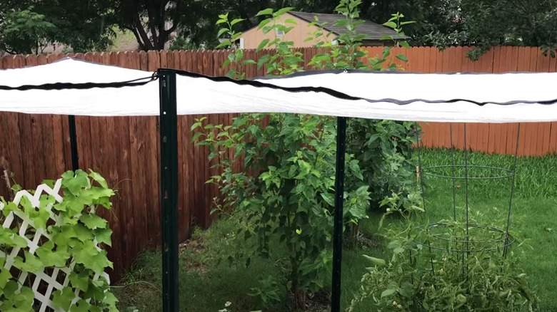 Photo showing a bed sheet on sticks used a shade cloth