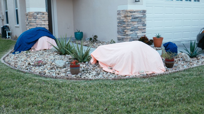 Shrubs and plants covered with bed sheets