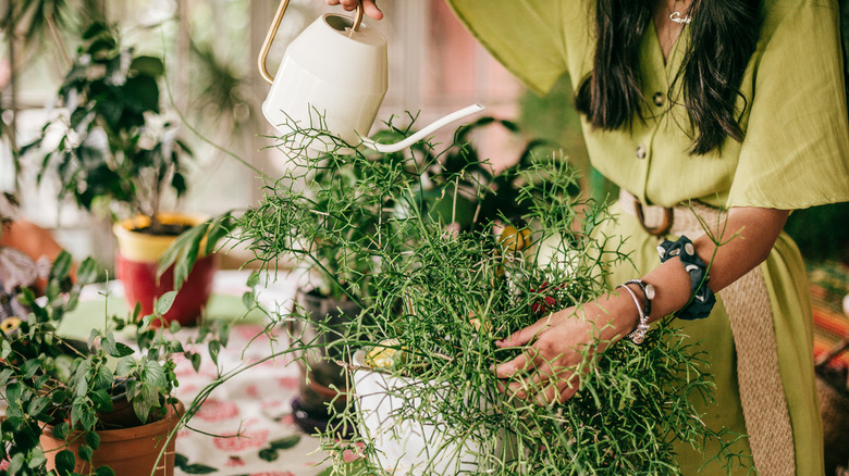 A woman watering a plant on a table covered with cloth