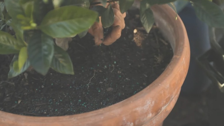 Hand sprinkling fertilizer over a potted gardenia plant's soil