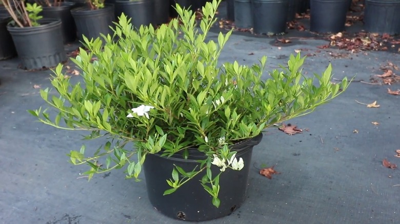'Radicans' gardenia growing in a pot
