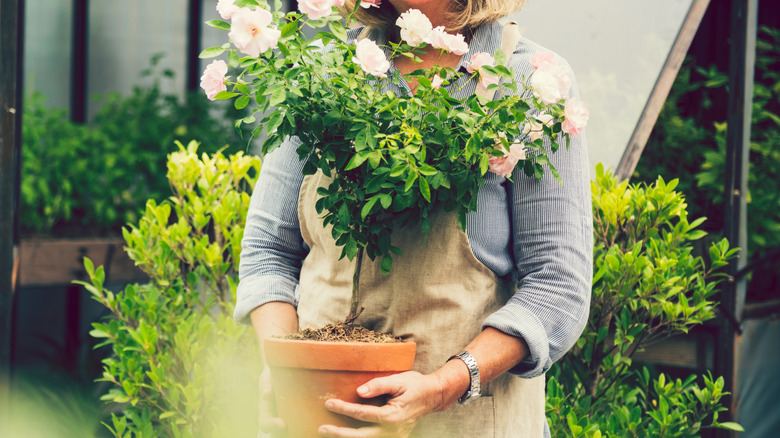 A woman holding a potted gardenia