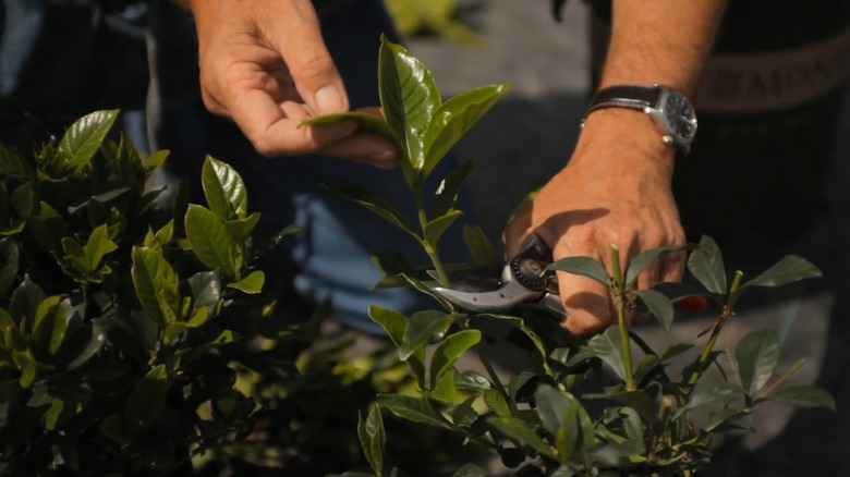 Male hands pruning off gardenia leaves