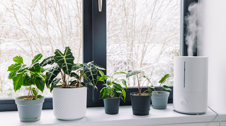 A white humidifier is placed on a window sill near potted plants