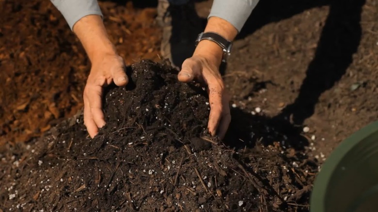 Hands mixing potting mix for gardenias