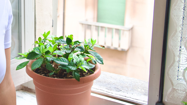 A girl sitting beside a small gardenia plant placed in front of an open window