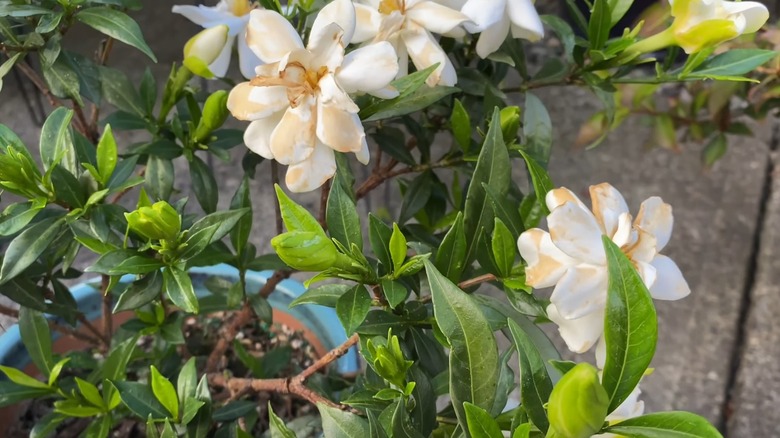Droopy and wilting gardenia blooms