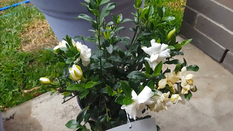 A blooming gardenia plant in a small pot