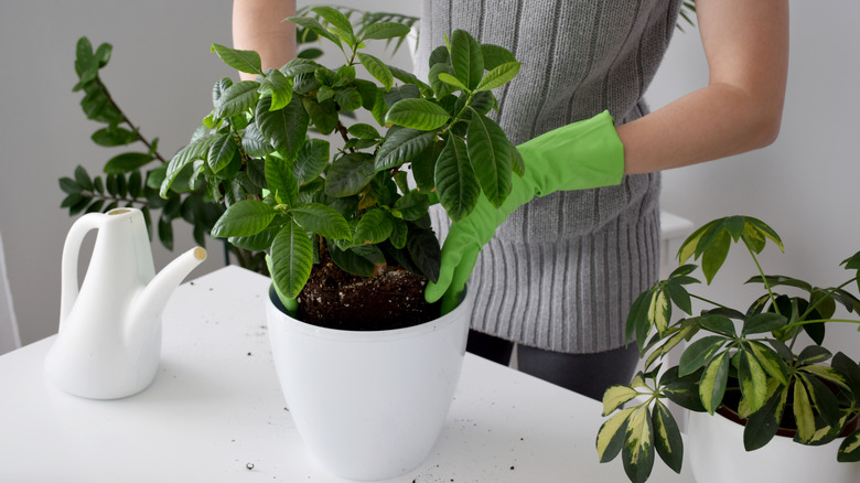 Female hands repotting gardenia in a large white container