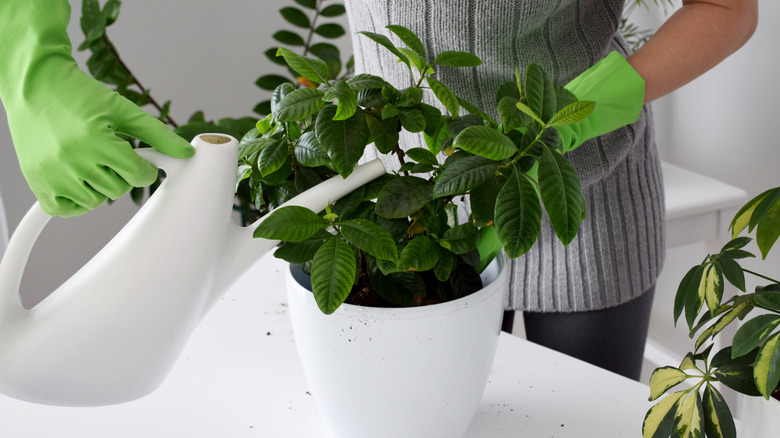 Female hands using a white watering can to soak potted gardenia